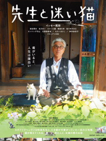 老师和迷路猫
