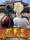 宮廷斗雞