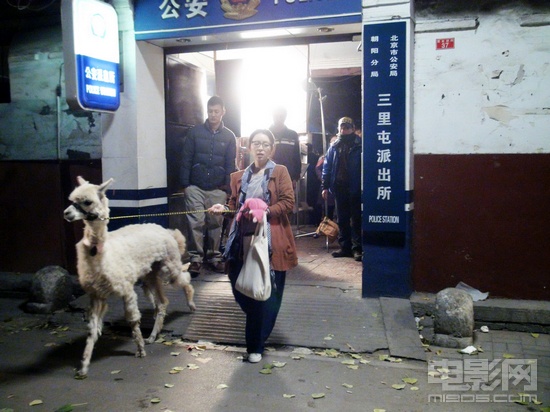 羊驼吐人口水_羊驼为什么冲人吐口水(2)