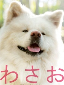 秋田犬蓬夫