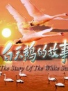 白天鹅的故事