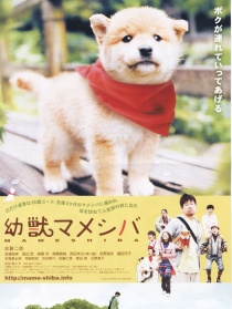 豆柴小犬