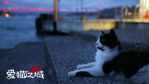 《爱猫之城》或将引进 猫奴不可错过的高分纪录片