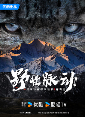 野性脉动 国家珍稀野生动物探奇志