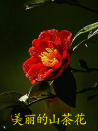 美丽的山茶花