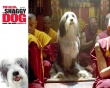 长毛狗壁纸
