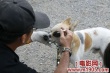 尋找狗托幫劇照