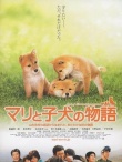 爱犬的奇迹