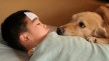 狗狗的岛屿