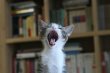 猫咪之舞