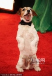 提名電影《藝術(shù)家》亮相 狗狗演員uggie湊熱鬧