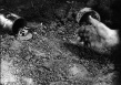 西线无战事