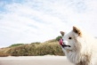 秋田犬蓬夫