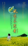风过菜花黄