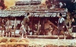 楢山節(jié)考