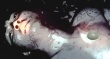 死亡写真