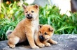 向日葵與幼犬的7天