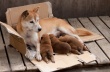 向日葵與幼犬的7天