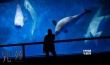 惊悚片《咒丝》耗资1700万 水族馆剧照首曝光