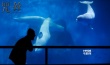 惊悚片《咒丝》耗资1700万 水族馆剧照首曝光