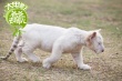 《爸爸》電影曝動物園特輯 隱藏BOSS嚇壞眾老爸