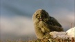 遷徙的鳥