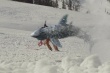 暴雪飞鲨