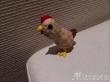 昆凌出月子周杰伦陪其逛街 买幼稚玩具遭调侃