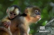 《亚马逊萌猴奇遇记》定档9.4 齐发先导海报预告