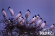 《亚马逊萌猴奇遇记》新预告 揭秘动物大咖海选