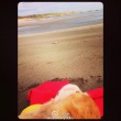 欧弟抱爱犬遗体看大海 与妻一起送其最后一程