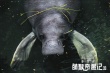  《萌猴奇遇记》曝剧情预告 旨在感受真实自然