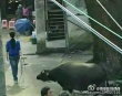 网曝冯小刚《我叫李雪莲》片场照 范冰冰将主演