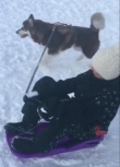 首富的兒子好會(huì)玩！王思聰坐雪橇愛(ài)犬綁繩子拉