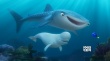 《海底總動(dòng)員2》定檔6月17日 寧澤濤出任中國大使