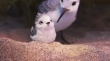 鷸