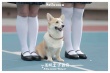 《一条叫王子的狗》发布“倒影”海报 定档9•15