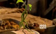 《神奇動物》詳解6種魔法生物 曝奧運版電視預(yù)告