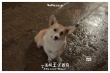 《一条叫王子的狗》终极海报:柯基王子搭学生妹