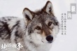 《地球四季》发布主题剧照 转换视角与动物为朋