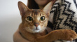 如何与我的猫分手