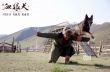 《血狼犬》蒙特利尔获银奖 中国西部电影扬威国际