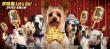《萌犬好聲音》明日上映 有誰(shuí)還會(huì)被一只小狗治愈