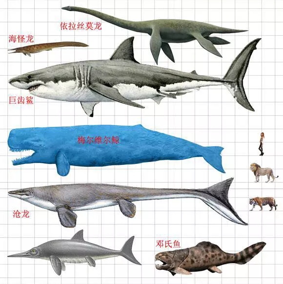 画巨齿鲨素描图片
