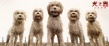 《犬之岛》秀外媒超高评价 豪华制作获观众称赞