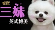 《營救汪星人》曝博美預(yù)告 雙眼皮美瞳眼萌翻人