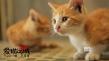 《爱猫之城》9.22公映 牛奶咖啡“解读”《猫语》