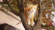 《爱猫之城》9.22公映 牛奶咖啡“解读”《猫语》