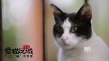 《爱猫之城》9.22公映 牛奶咖啡“解读”《猫语》