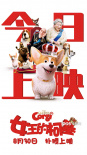《女王的柯基》撲騰上映 狗界宮斗大戲拉開帷幕